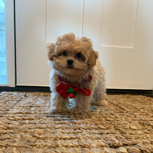 Meet your Posher, Isabella